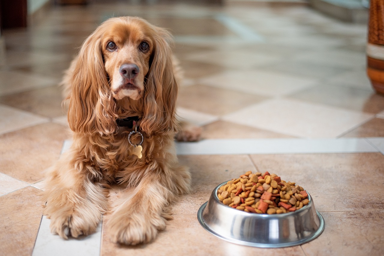 Das optimale Hundefutter